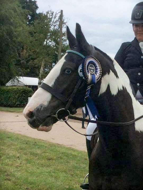 Gorgeous coloured cob at dressage competition in his PonyCouture bling browband