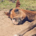 Sleeping foal on the grass photoshoot by Victoria Gray Photography