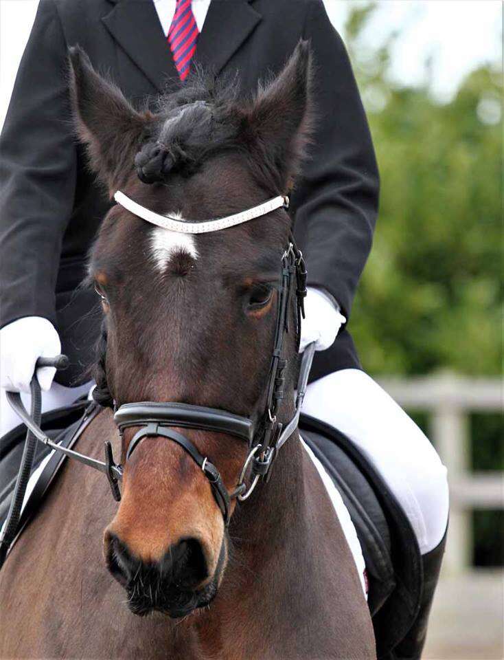 Rocky bay Friesian x Cob gelding in a dressage test at Oakley equestrian center in Crowle sporting his bling browband Ponycouture make bling for horses